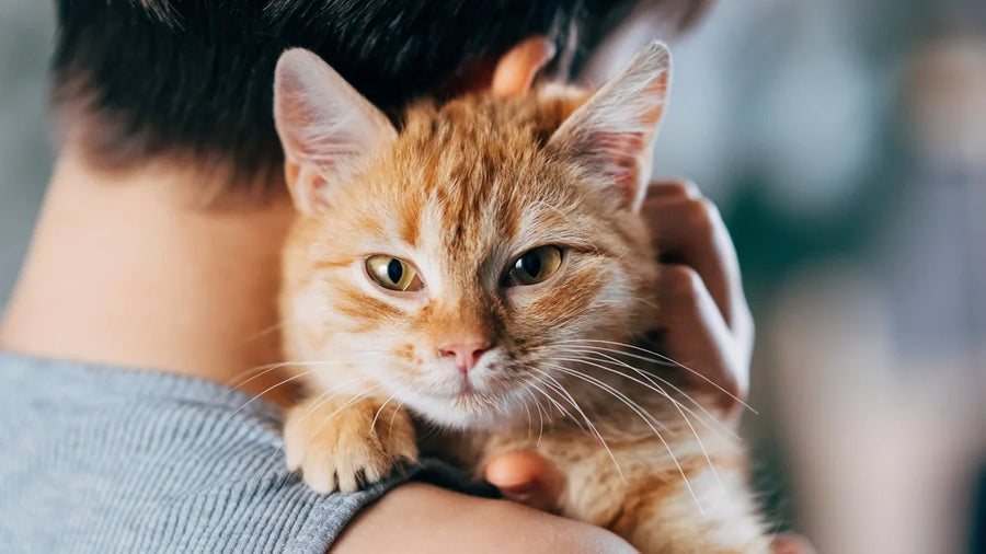 Do Cats Affect Children’s Mental Health? What the Evidence Shows