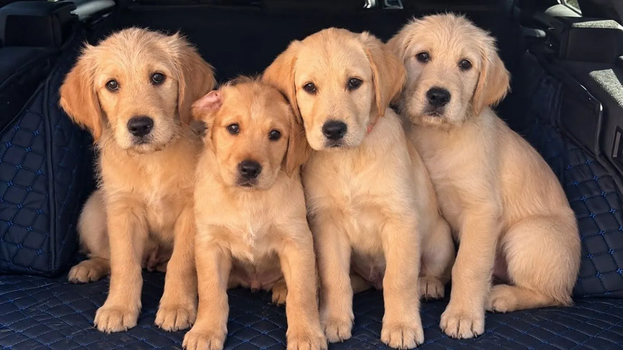 How Therapy Dogs Are Trained to Work Safely With Children