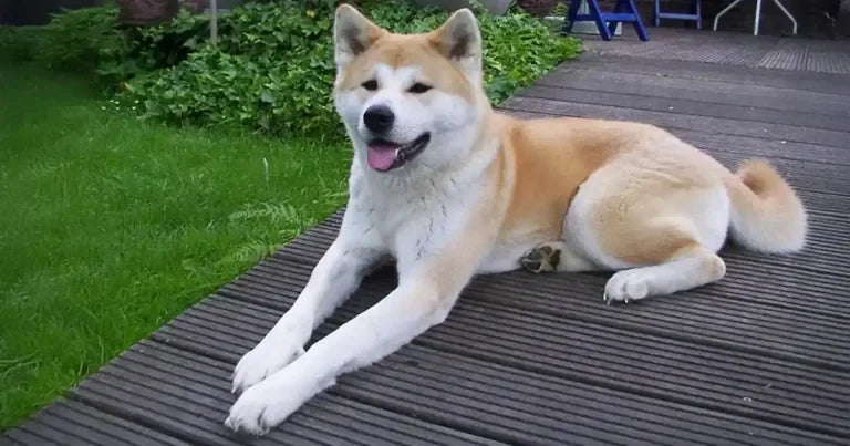 Do Giant Dogs Have Shorter Lifespans? What Evidence Shows