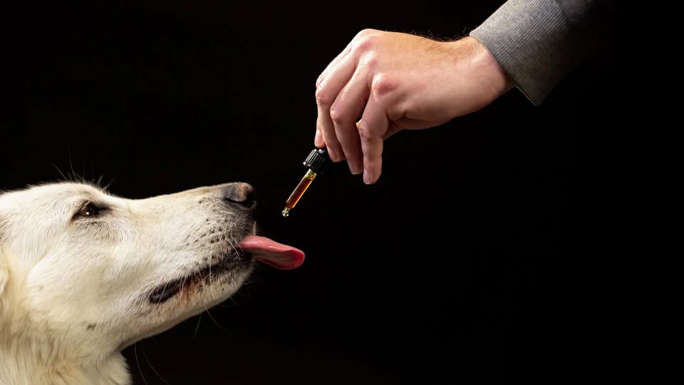 CBD Use in Dogs and Aggression: What a 47,000-Dog Study Really Found