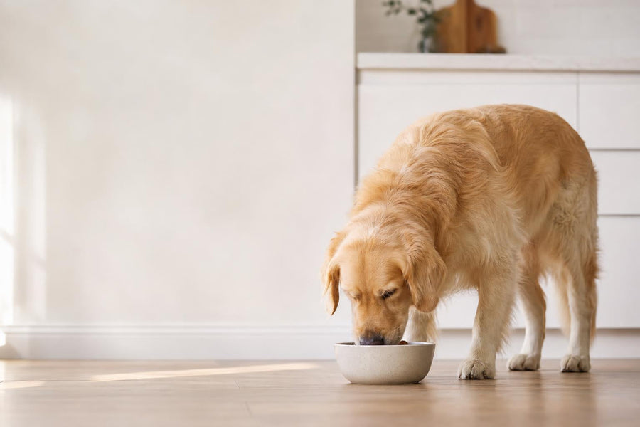 Pet Hub editorial image for Fiber Supplements for Pet Gut Health