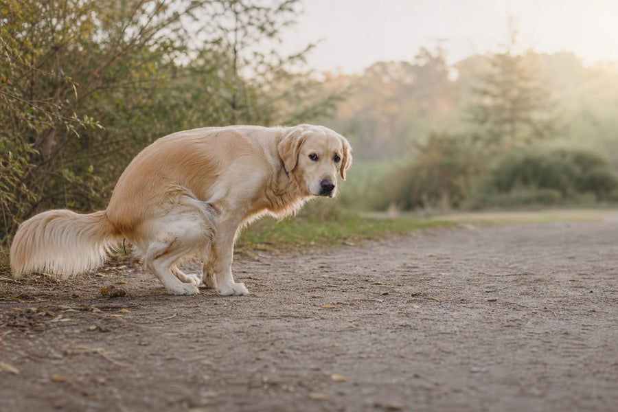 Pet Hub editorial image for Parasites Dogs Can Pass to Humans